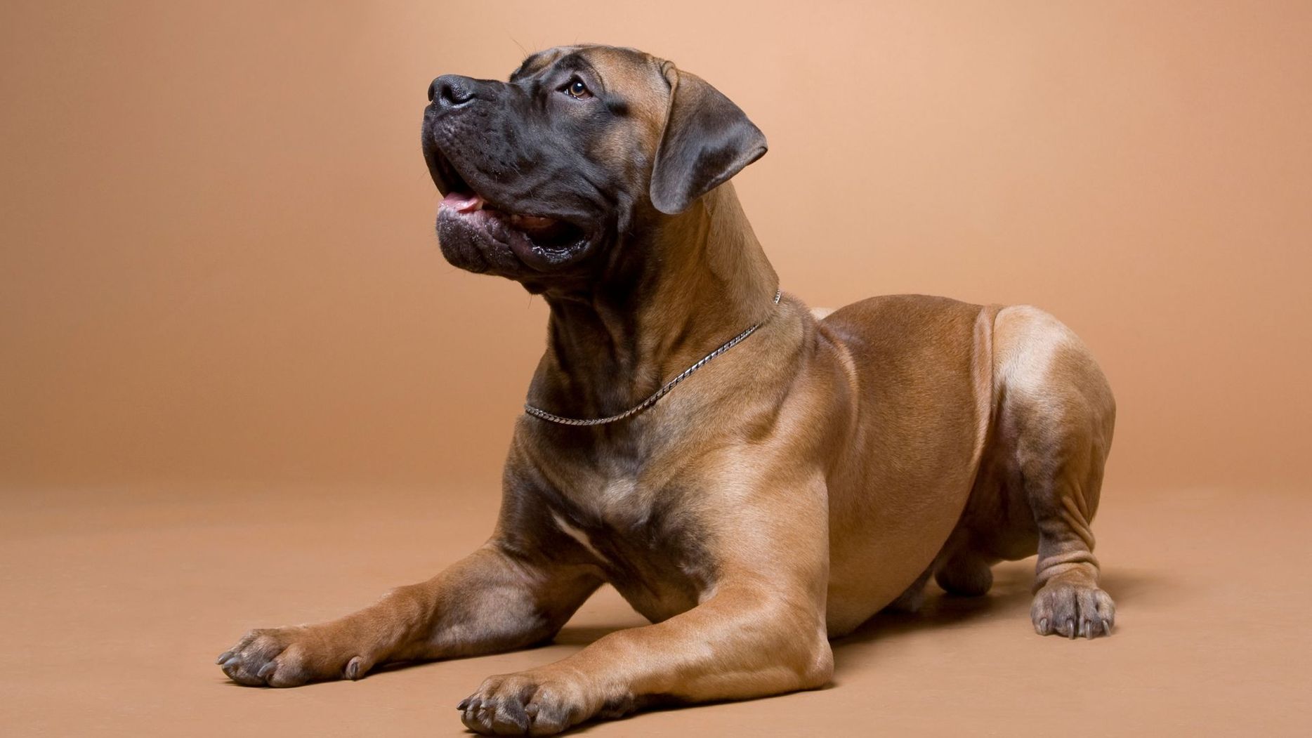 South African Boerboel